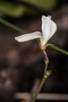 Florida hoarypea